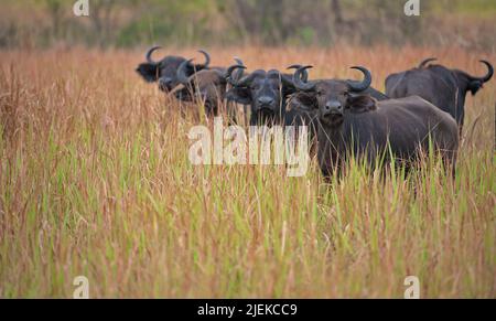 Les buffles africains dans les hautes herbes de la savane dans le Parc national Queen Elizabeth, en Ouganda. Banque D'Images