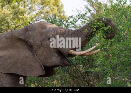 L'éléphant d'Afrique (Loxodonta africana) se nourrit de feuilles dans la réserve privée de Zimanga, en Afrique du Sud. Banque D'Images