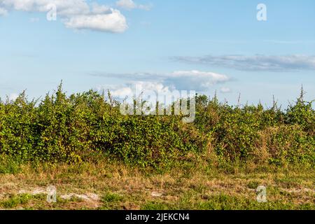 Champ agricole du sud-ouest de la Floride avec une plantation d'orangers fruitiers cultivant près de ft Myers prêt pour la récolte Banque D'Images