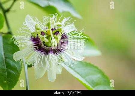 Fleur de passion (Passiflora incarnata) illustrée pour l'agriculture et l'alimentation Banque D'Images
