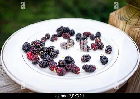 Macro-gros plan de mûres noires pourpres foncé et rouges sur plaque cueillies dans le jardin ou la ferme en Virginie avec personne Banque D'Images