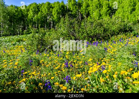 Sentier de randonnée de Thomas Lakes à Mt Sotris, Carbondale, Colorado près d'Aspen avec champ de prairie de fleurs bleues et jaunes fleurs sauvages en été Banque D'Images