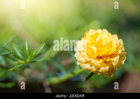 Petites fleurs jaune vif (Portulaca oleracea L.) aux pétales fragiles et magnifiques. Banque D'Images