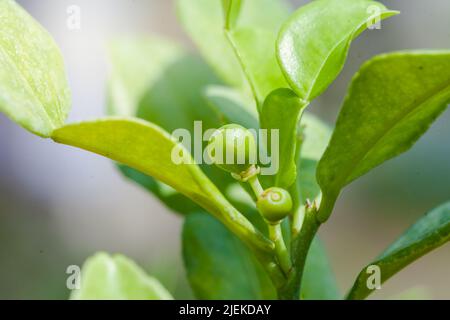 Bergamote et feuilles sur bergamote d'arbre ou (citron vert Kaffir), (Citrus hystrix) Banque D'Images