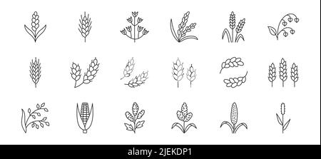 Illustration de doodle de céréales avec icônes - millet perlé, agriculture, blé, orge, riz, maïs, fléole des prés, sarrasin, proso, sorgho. Li. Fin Illustration de Vecteur