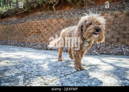 Un chien bichon à tête rouge brun qui marche près d'un mur de soutènement. Banque D'Images