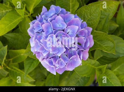 Belle fleur bleue/mauve d'Hydrangea (Hydrangea macrophylla) photographiée contre ses feuilles de vert vif Banque D'Images