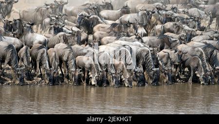 Gnous la queue pour prendre un verre au bord de la rivière Mara, Kenya en juillet 2013. Quelques minutes après qu'ils tous les croassed la rivière. Banque D'Images