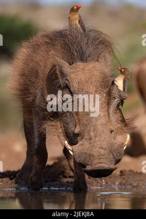 Le warthog commun (Phacochoerus africanus) avec des boeufs à bec rouge (Buphagus erythrorhynchus). Zimanga, Afrique du Sud. Banque D'Images