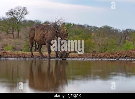 Le warthog (Phacochoerus africanus) buvant dans un étang de Zimanga, en Afrique du Sud. Banque D'Images