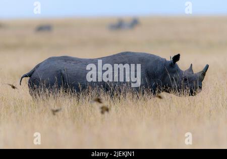 Rhinocéros noir (Diceros bicornis) sur la savane de Maasai Mara, Kenya. Banque D'Images