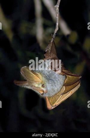 Bat à ailes jaunes, Frons de Lavia, du centre du Kenya. Banque D'Images