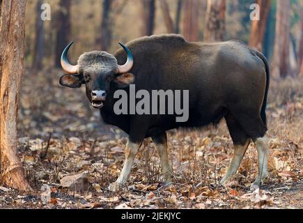 Gaur (Bos Gaurus) de Tadoba NP, Inde. Banque D'Images