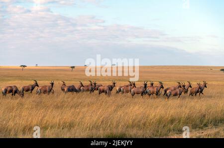 Troupeau d'antilopes topi (Damaliscus korrigum) sur la savane de Maasai Mara, Kenya. Banque D'Images