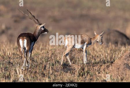 Paire de blackbuck (Antilope cervicapra) du parc national de Kanha, Madhya Pradesh, Inde. Banque D'Images