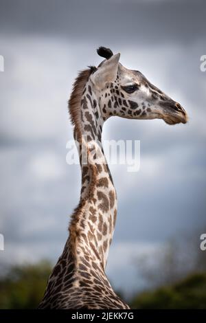 Parc national de Giraffe Saadani. Photo : garyrobertsworldwidefeatures.com Banque D'Images