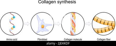Processus de synthèse du collagène. De l'acide aminé à la fibre et la molécule de collagène. Rôle du fibroblaste du processus de vieillissement. Illustration vectorielle Illustration de Vecteur