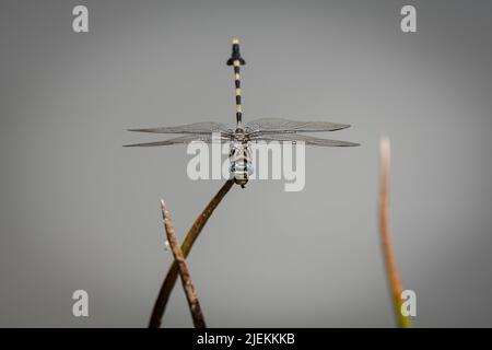 Ictinogomphus ferox, communément appelé le tigre commun ou la libellule de tigertail commune. Saadani Tanzanie. Photo: Garyroberts/worldwidefeatures.com Banque D'Images