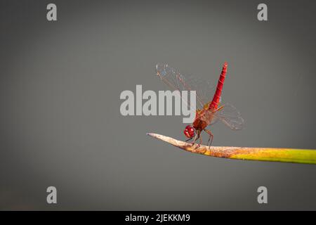 Écarlate Darter Dragonfly Crocothemis erythraea, parc national de Saadani. Tanzanie photo: Garyroberts/worldwidefeatures.com Banque D'Images