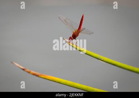 Écarlate Darter Dragonfly Crocothemis erythraea, parc national de Saadani. Tanzanie photo: Garyroberts/worldwidefeatures.com Banque D'Images