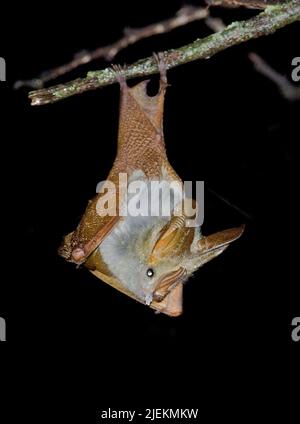 Bat à ailes jaunes, Frons de Lavia, de Sweetwater, Kenya. Banque D'Images