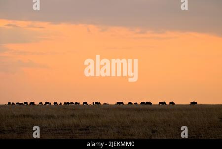 Des wildebeests paissent au coucher du soleil dans le parc national de Maasai Mara, au Kenya. Banque D'Images