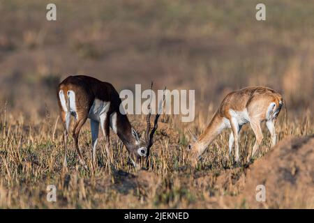 Paire de blackbuck (Antilope cervicapra) du parc national de Kanha, Madhya Pradesh, Inde. Banque D'Images