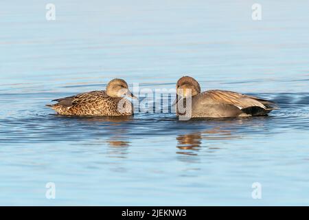 Gros plan d'un couple de canards de Gadwall venant face à face et regardant l'un l'autre dans un joli lac bleu clair de couleur. Banque D'Images