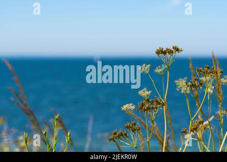 cerfeuil sauvage, anthriscus sylvestris, contre la mer bleue et le ciel, arrière-plan de la nature Banque D'Images
