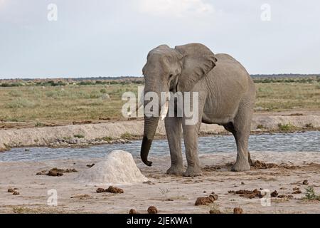 Éléphant près du trou d'eau à Nxai Pan Botswana Banque D'Images