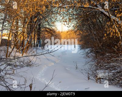 petite silhouette d'un homme parmi les arbres. Parc dans la ville. Nature urbaine Banque D'Images