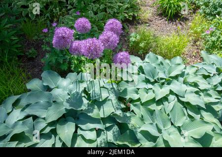 HostA 'Devon Blue', poussant dans le jardin, Allium 'Globemaster', Hardy, Hosta, Feuilles, Hostas, oignon géant en fleur Banque D'Images