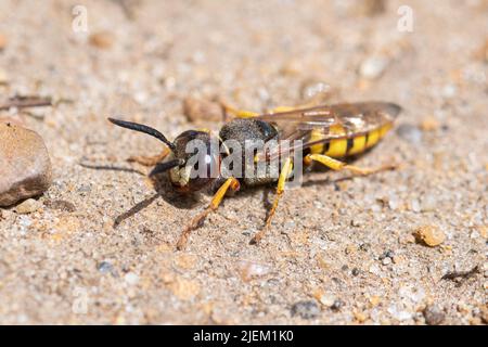 Le beewolf européen (Philanthus triangulum), espèce de guêpe solitaire sur la lande sablonneuse de Surrey, Angleterre, Royaume-Uni Banque D'Images