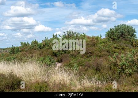 Les Kings Ridge Barrows sur Frensham Common, anciens monticules funéraires de l'âge de bronze, monuments anciens inscrits à Surrey, Angleterre, Royaume-Uni Banque D'Images