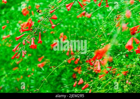 Une plante rouge de firecracker, Russelia equisetiformis Banque D'Images