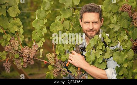 grapevine coupée par moissonneuse avec ciseaux, jardinage Banque D'Images