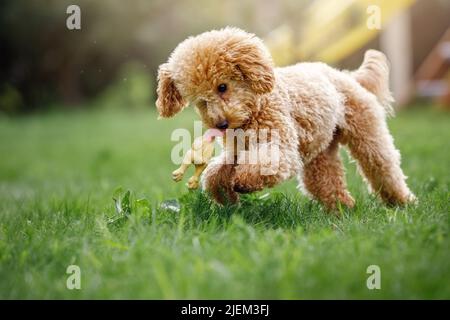 Un jeune caniche ludique, beau, sain court dans un pré ensoleillé avec son poulet en caoutchouc jouet. Banque D'Images