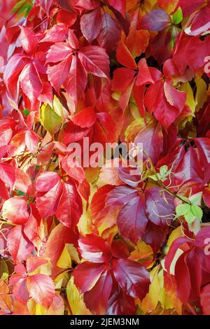 Arrière-plan d'automne avec des feuilles multicolores de Parthenocissus. Banque D'Images