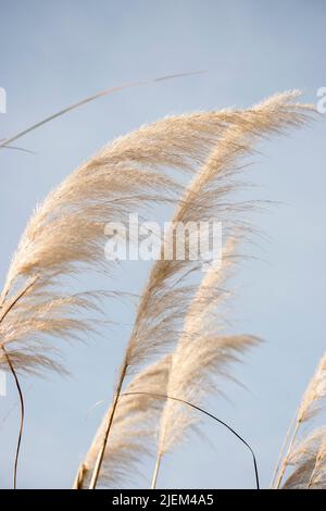 Détail de la plante Cortaderia selloana Banque D'Images