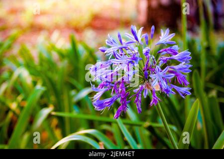 Nénuphars africains, Agapanthus praecox ou Agapanthus africanus Banque D'Images