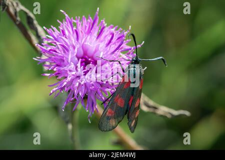 Six-spot Burnet papillon sur fleur Scabious Banque D'Images