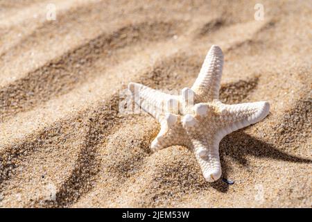 Étoiles de mer à knobby sur un sable de mer par une journée ensoleillée. Copier l'espace près du poisson séché à cinq doigts. Vacances d'été sur une plage de sable, voyage, concept de vacances en mer. Banque D'Images