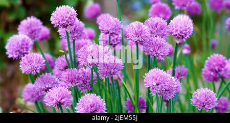 Gros plan de globe violet chardon fleur buisson dans un jardin à l'extérieur. Les échinops de lavande vibrantes fleurissent dans le parc au printemps. Des fleurs délicates Banque D'Images