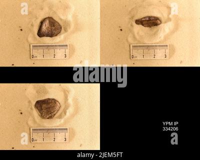 Rafinesquina deltoidea (Conrad, 1839). Banque D'Images
