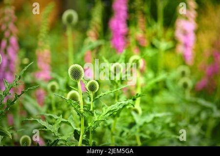 Green Globe Thistle fleurs fleurir dans un parc dans la nature. Les échinops grandissent et fleurissent dans un champ en été. De belles vivaces de la traque en herbe Banque D'Images