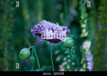 Gros plan d'un bourgeon de plante d'opium fermé à l'extérieur dans un jardin. Belle fleur verte luxuriante isolée sur fond de nature floue. Gros plan de la plante de pavot Banque D'Images