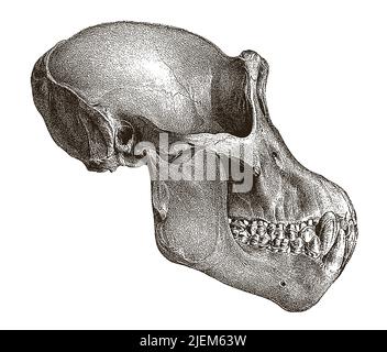 Chimpanzé mâle crâne troglodytes à vue latérale, après une gravure antique du 19th siècle Illustration de Vecteur