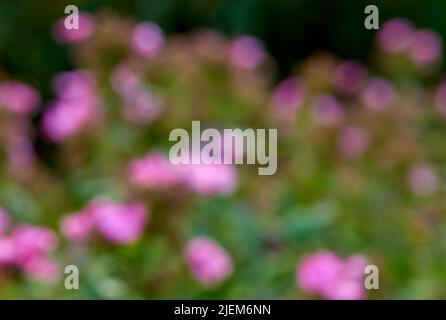 Arrière-plan flou et défoqué avec un espace de bokeh des fleurs violettes qui poussent dans le jardin à la maison. Groupe de plantes roses fraîches sur une rose Banque D'Images