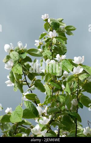 Cydonia oblonga 'Triumph', arbre, Quince, Fleur, blanc, Fleurs Banque D'Images