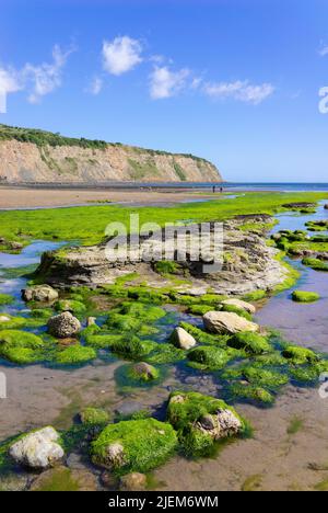 Robin Hood Bay Yorkshire avec plage et rochers couverts d'algues vus de la dérapage dans le village de Robin Hood Bay Yorkshire Angleterre GB Banque D'Images